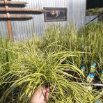 Ostrica oshimská (Carex oshimensis) ‘Evergold’ - kont. C1,5L